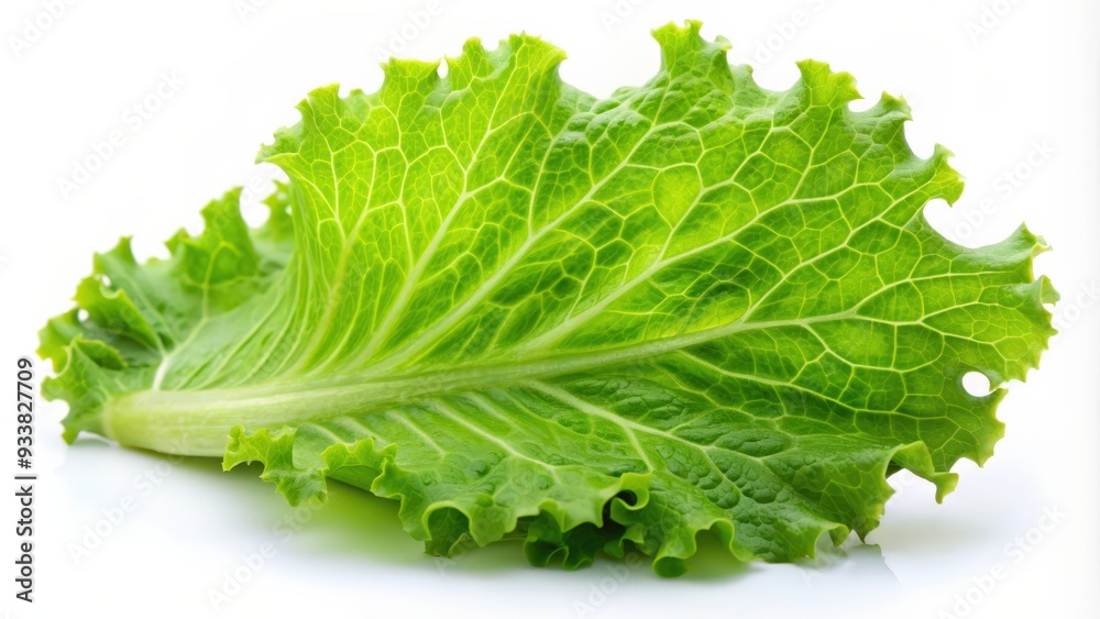 Green lettuce leaf isolated on a white background, lettuce, leaf, green, fresh, vegetable, healthy, organic, natural, food, salad Green lettuce leaf isolated on a white background, lettuce, leaf, green, fresh, vegetable, healthy, organic, natural, food, salad