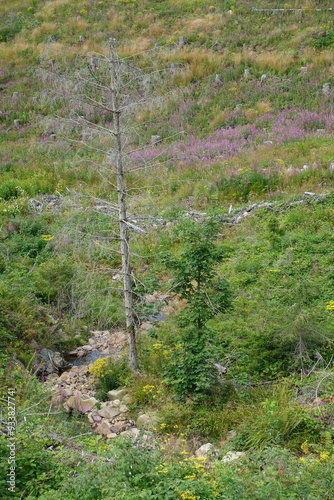 Dead Spruce Due To Climate Chance And Bark Beetle Plague In The Harz Mountains In Germany