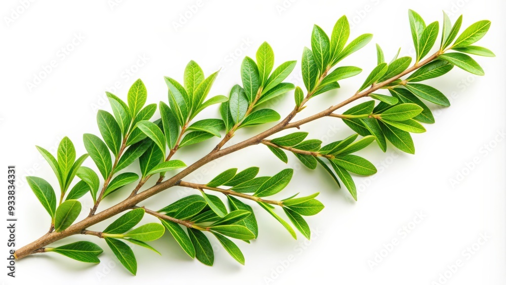 Green branch isolated on white background , branch, green, isolated, nature, plant, tree, foliage, leaves, organic Green branch isolated on white background , branch, green, isolated, nature, plant, tree, foliage, leaves, organic