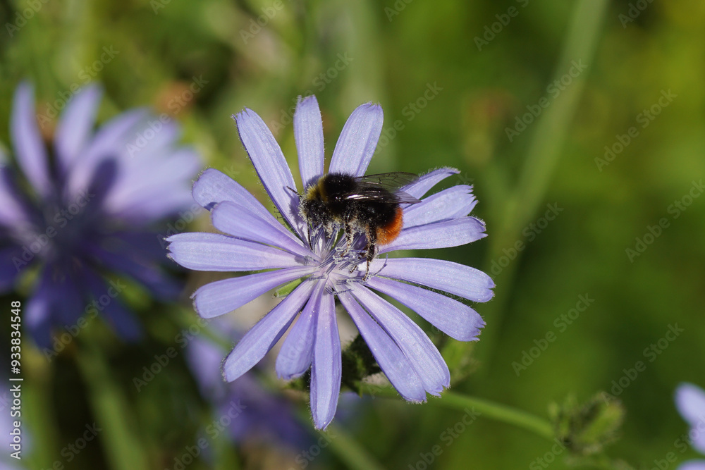 Red-tailed bumblebee (Bombus lapidarius), family Apidae on blue flowers of Common chicory (Cichorium intybus), family Asteraceae. Netherlands, Summer, July Red-tailed bumblebee (Bombus lapidarius), family Apidae on blue flowers of Common chicory (Cichorium intybus), family Asteraceae. Netherlands, Summer, July