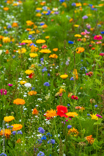 Fototapeta Naklejka Na Ścianę i Meble -  Variety of bee-friendly colourful wild flowers including cornflowers, poppies, daisies and marigold, growing at Wisley garden, Surrey, UK. 