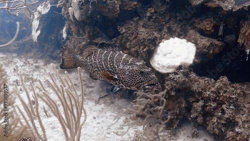 Tiger Grouper fish swimming near brown and white corals in the Caribbean Sea. photo