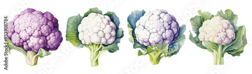 Set of Watercolor Cauliflower 