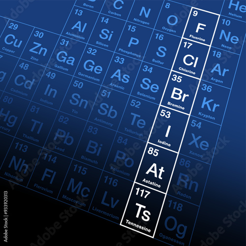 The halogens, a group of chemically related elements in the periodic table. Fluorine, chlorine, bromine, iodine, and the radioactive elements astatine and tennessine, also known as group 17. Vector