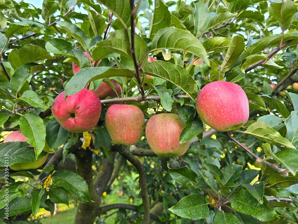 apples on tree apples on tree