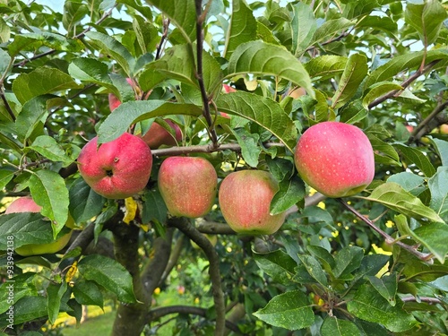 Wallpaper Mural apples on tree Torontodigital.ca