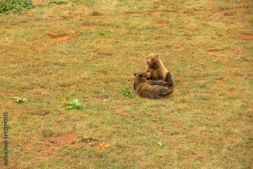 oseznos jugando en el parque de la naturaleza de Cabarceno
