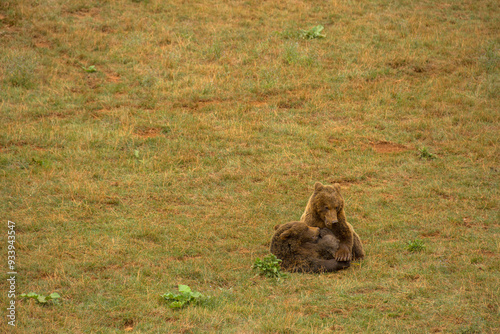 oseznos jugando en el parque de la naturaleza de Cabarceno