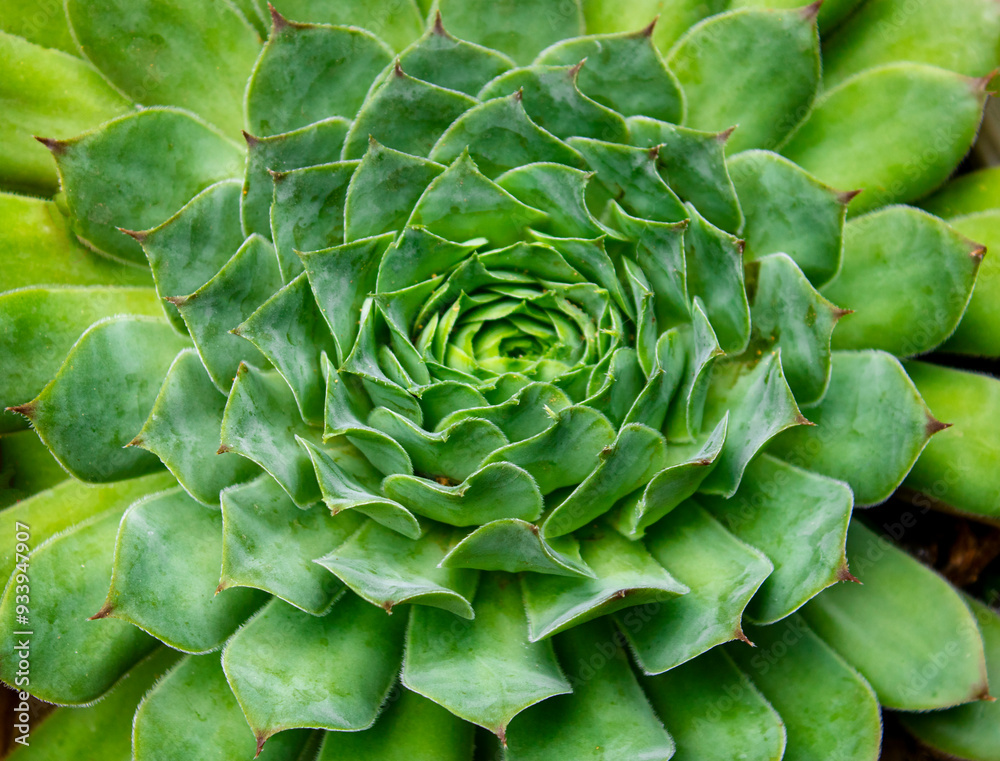 Succulents and cacti. Close-up succulent.