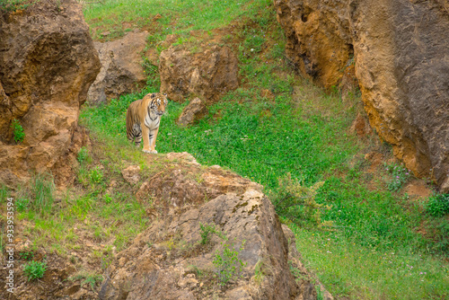 Tigre en el Parque de la Naturaleza de Cabárceno