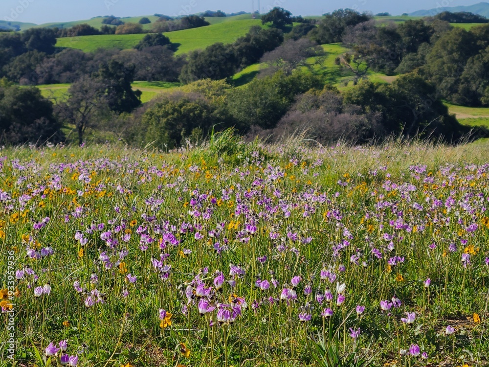 Wildflowers in the East Bay hills at Pleasanton Ridge, California Wildflowers in the East Bay hills at Pleasanton Ridge, California