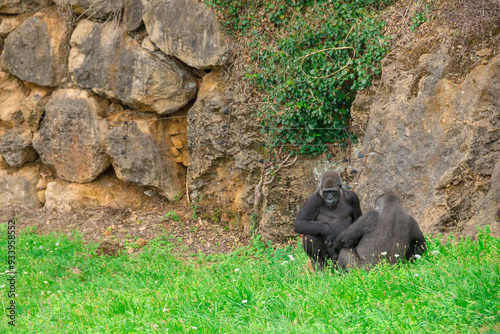 Gorilas en el parque de la naturaleza de Cabárceno, Cantabria, España. photo