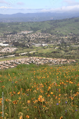 Wildflowers cover the East Bay hills overlooking the Livermore valley in the spring