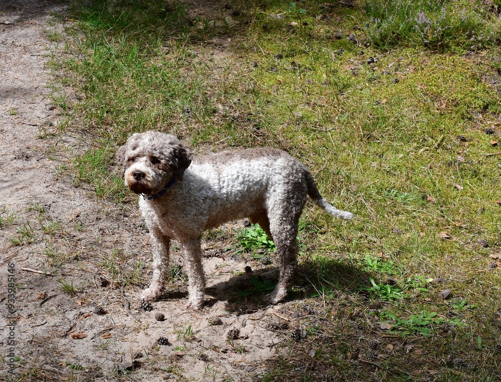 Portrait eines Lagotto Romagnolo Hundes