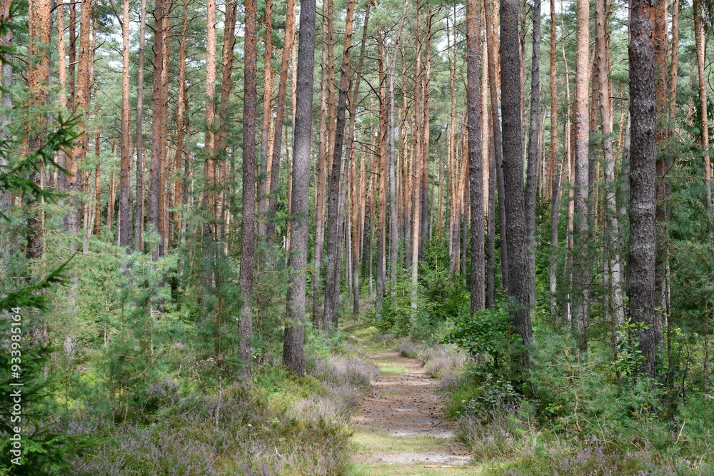 Ein schöner Wald in Franken