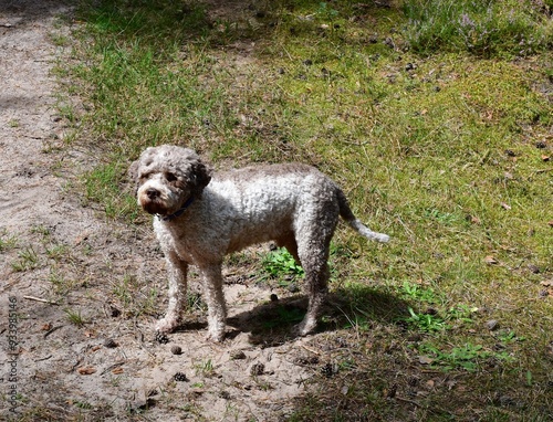 Obraz na płótnie Portrait eines Lagotto Romagnolo Hundes w salonie