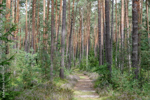 Ein schöner Wald in Franken