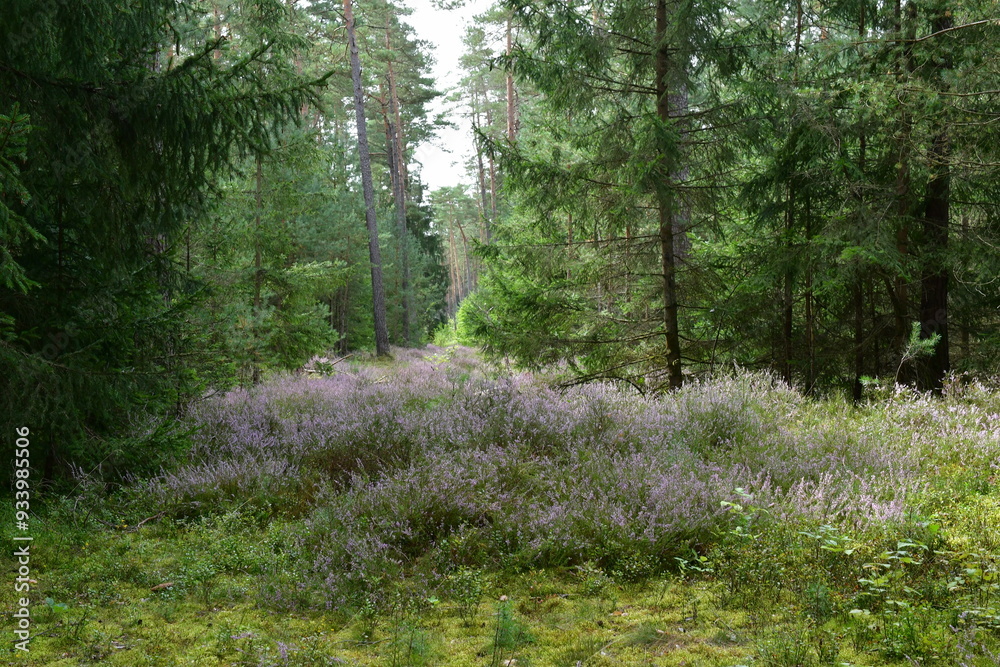 Heidekraut blüht im Wald in Franken