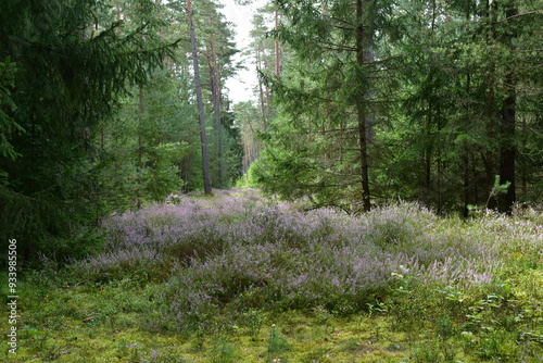 Obraz na płótnie Heidekraut blüht im Wald in Franken w salonie