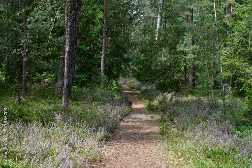 Ein Wanderweg in Franken die Heide blüht am Wegrand