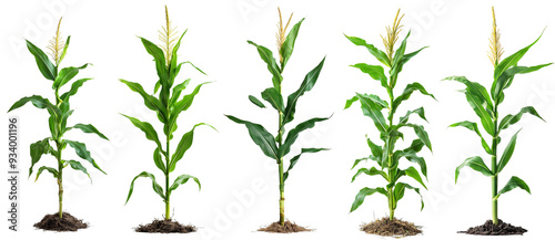 Corn plants at various growth stages from seedling to maturity agriculture farming transparent background