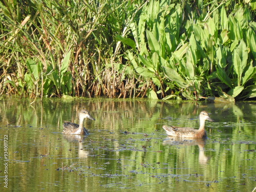 A pair of juvenile, American black ducks swimming in the wetland waters of the Bombay Hook National Wildlife Refuge, Kent county, delaware. 