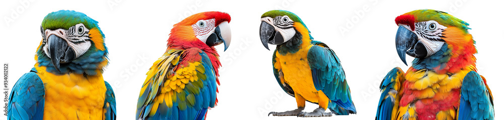 Colorful macaws parrots with vivid feathers tropical bird species transparent background Colorful macaws parrots with vivid feathers tropical bird species transparent background