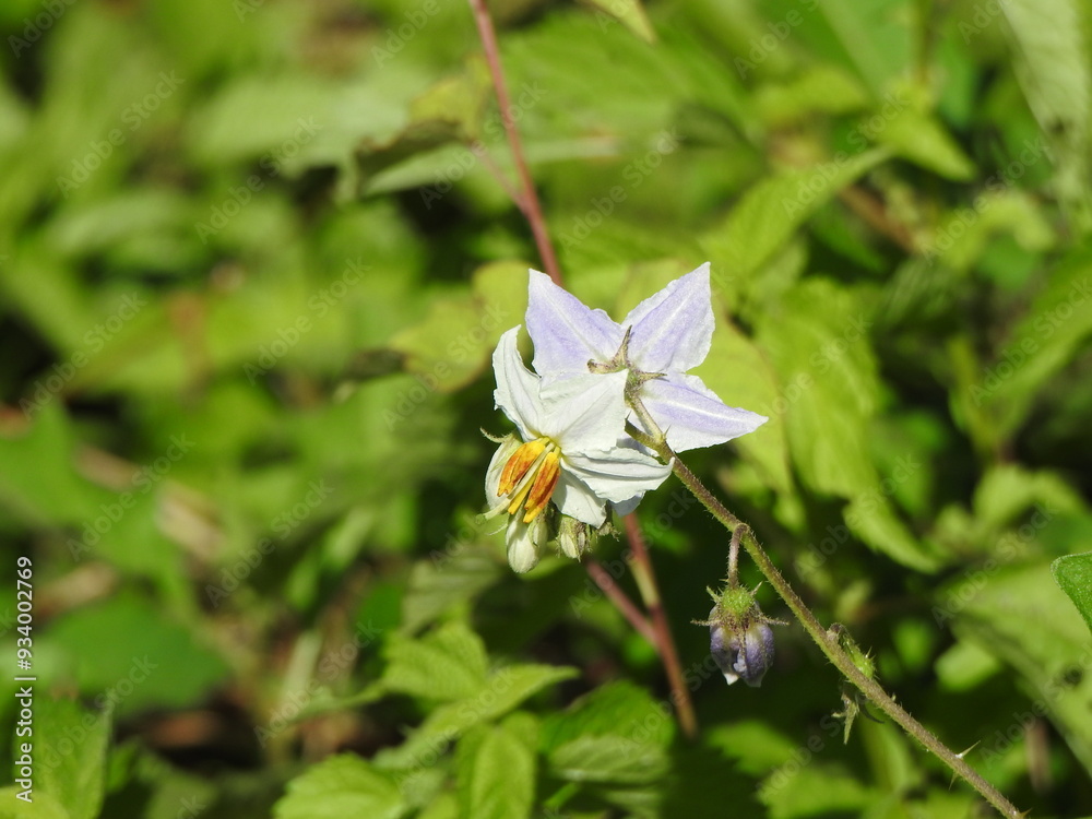 Carolina horsenettle bloomed within the wetlands of the Bombay Hook National Wildlife Refuge, Kent County, Delaware. Carolina horsenettle bloomed within the wetlands of the Bombay Hook National Wildlife Refuge, Kent County, Delaware.