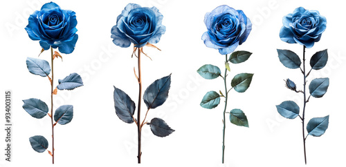 Fototapeta Naklejka Na Ścianę i Meble -  Blue roses in various stages of bloom rare and elegant floral design transparent background