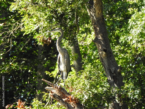 A great blue heron perched in a deciduous tree within the woodland forest of the Bombay Hook National Wildlife Refuge, Kent County, Delaware.  photo