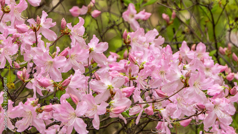 A pink flowering tree rhododendron with pink blossoms A pink flowering tree rhododendron with pink blossoms