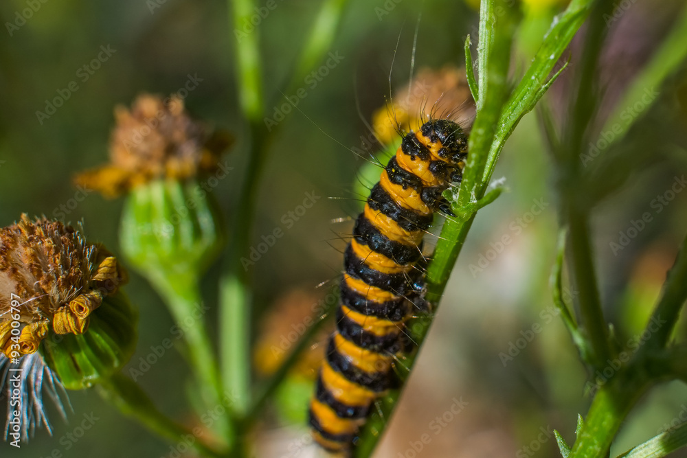 Cinnabar Moth caterpillar munching away on yellow-flowered Ragwort. Their bold black-and-gold stripes make them easy to identify. hungry hairy caterpillar. Cinnabar Moth caterpillar munching away on yellow-flowered Ragwort. Their bold black-and-gold stripes make them easy to identify. hungry hairy caterpillar.