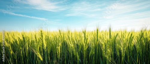 Barley Fields Under a Blue Sky with Soft Clouds photo