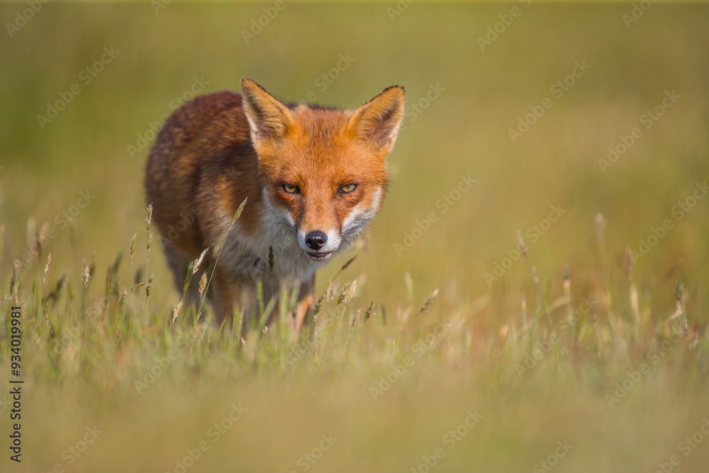 Mammals Fox Vulpes vulpes in autumn scenery, Poland Europe, animal walking among autumn meadow in amazing warm light Mammals Fox Vulpes vulpes in autumn scenery, Poland Europe, animal walking among autumn meadow in amazing warm light