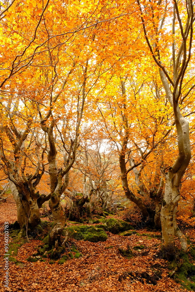 Fototapeta premium Faedo de Ciñera