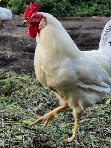 white chickens, including a rooster, on grassy ground. The birds have red combs and are set against a backdrop of green plants. photo