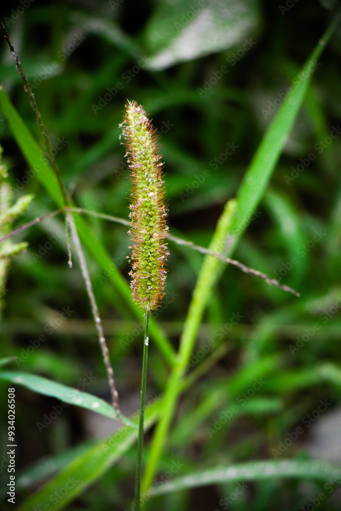 grass grass