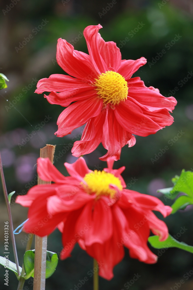 Obraz premium red dahlia flower