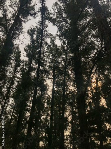 landscape of the pine forest in the Argentine