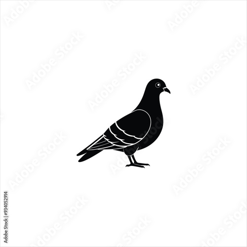 pigeon isolated on white