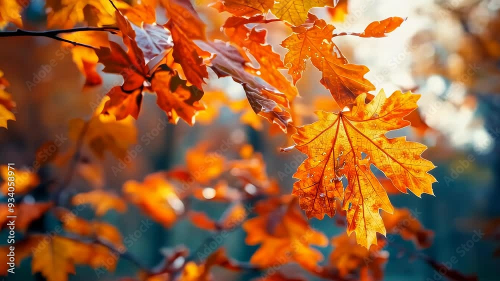 Vibrant Autumn Oak Leaves Swaying in Sunlit Park, Beautiful Fall Nature Scene with Golden Sunlight, Seasonal Atmosphere, Peaceful Morning, Relaxing and Serene Outdoor Autumn Foliage Video Clip Vibrant Autumn Oak Leaves Swaying in Sunlit Park, Beautiful Fall Nature Scene with Golden Sunlight, Seasonal Atmosphere, Peaceful Morning, Relaxing and Serene Outdoor Autumn Foliage Video Clip