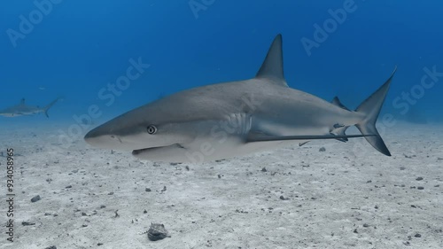 Wallpaper Mural Caribbean reef sharks patrolling their territory near the Bahamas. Torontodigital.ca
