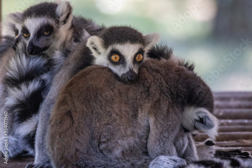 lemure dalla coda ad anelli o lemure catta, Lemur catta, all'oasi naturalistica. photo