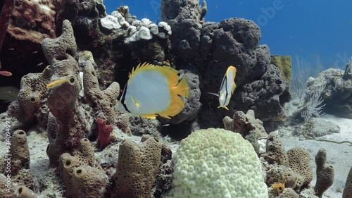Spotfin Butterflyfish foraging Caribbean reef colorful fish searching for food.