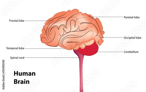 Human brain