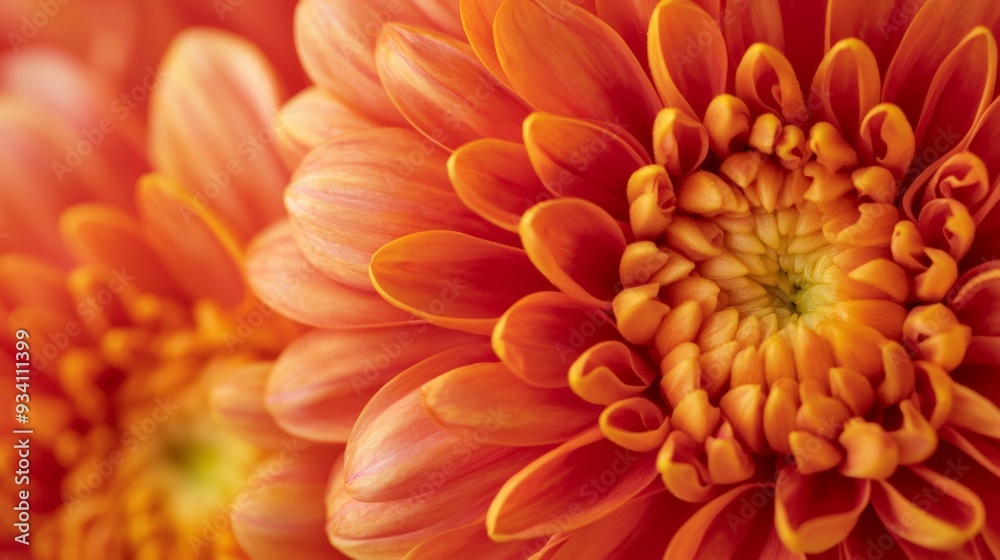close-up of a chrysanthemum flower close-up of a chrysanthemum flower