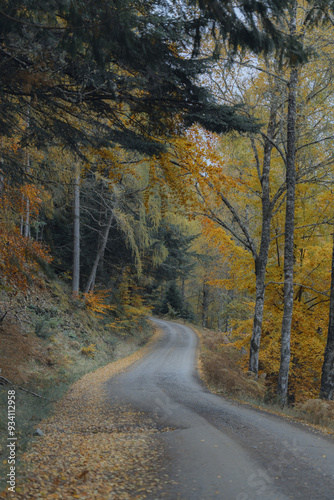 Scottish Season Forest Road