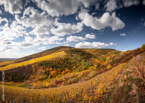 Wonderful vineyards at Tokaj in autumn photo