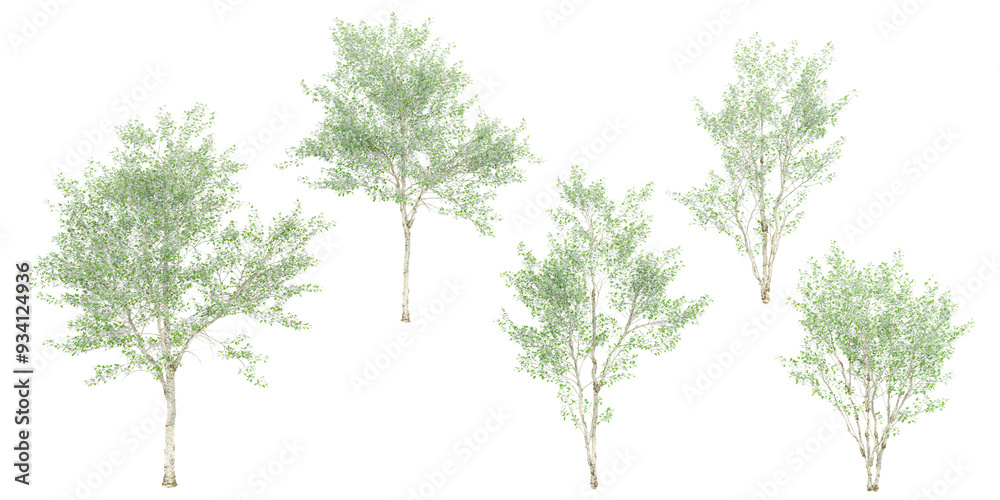 Obraz premium collection of Silver poplar trees beautiful isolated on white background