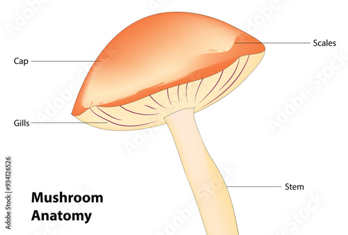 Mushroom anatomy